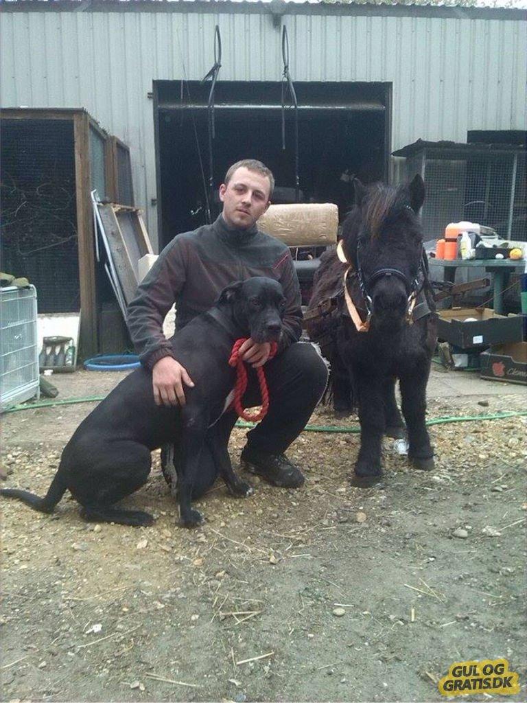 Blanding af racer Sif - Mor billede 41