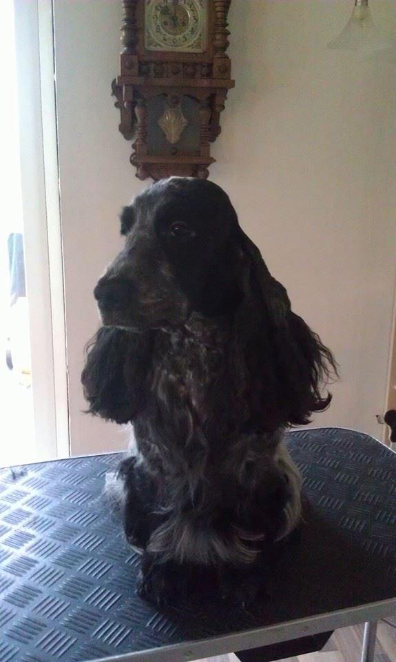 Cocker spaniel Diana - himmelhund - Diana nov 2014 billede 2