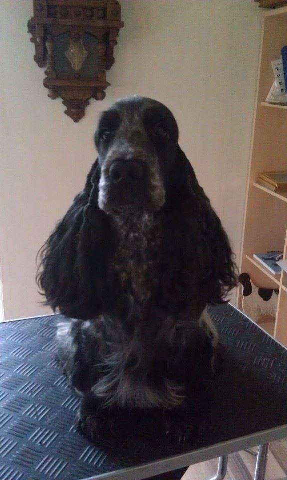 Cocker spaniel Diana - himmelhund - Diana nov 2014 billede 3