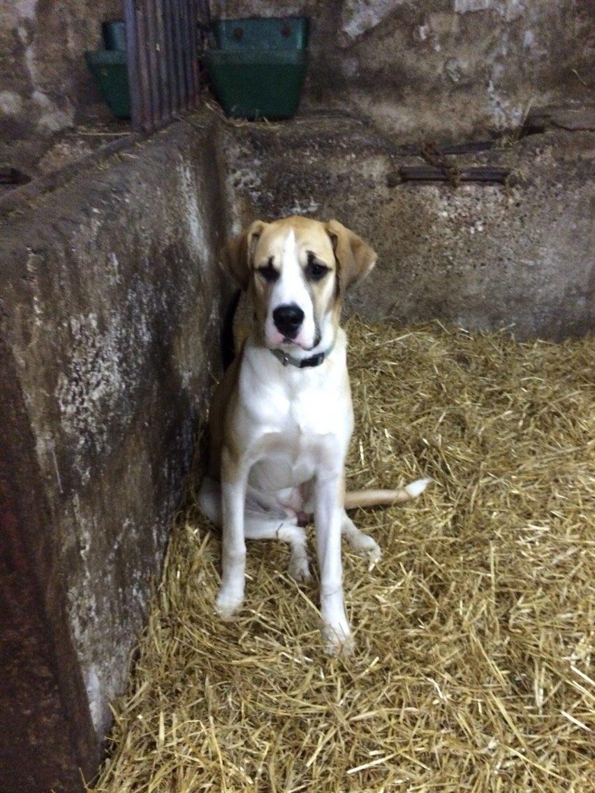 Blanding af racer Emma billede 1