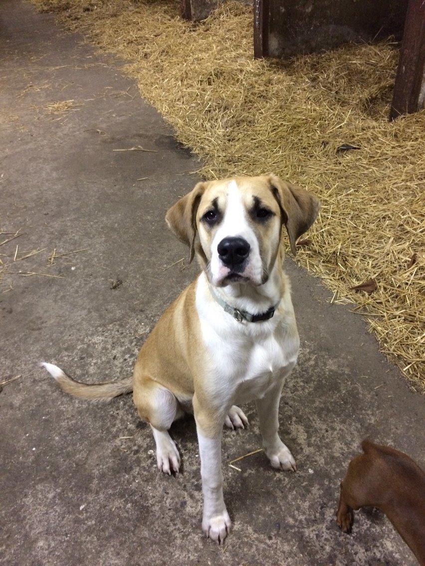 Blanding af racer Emma billede 2