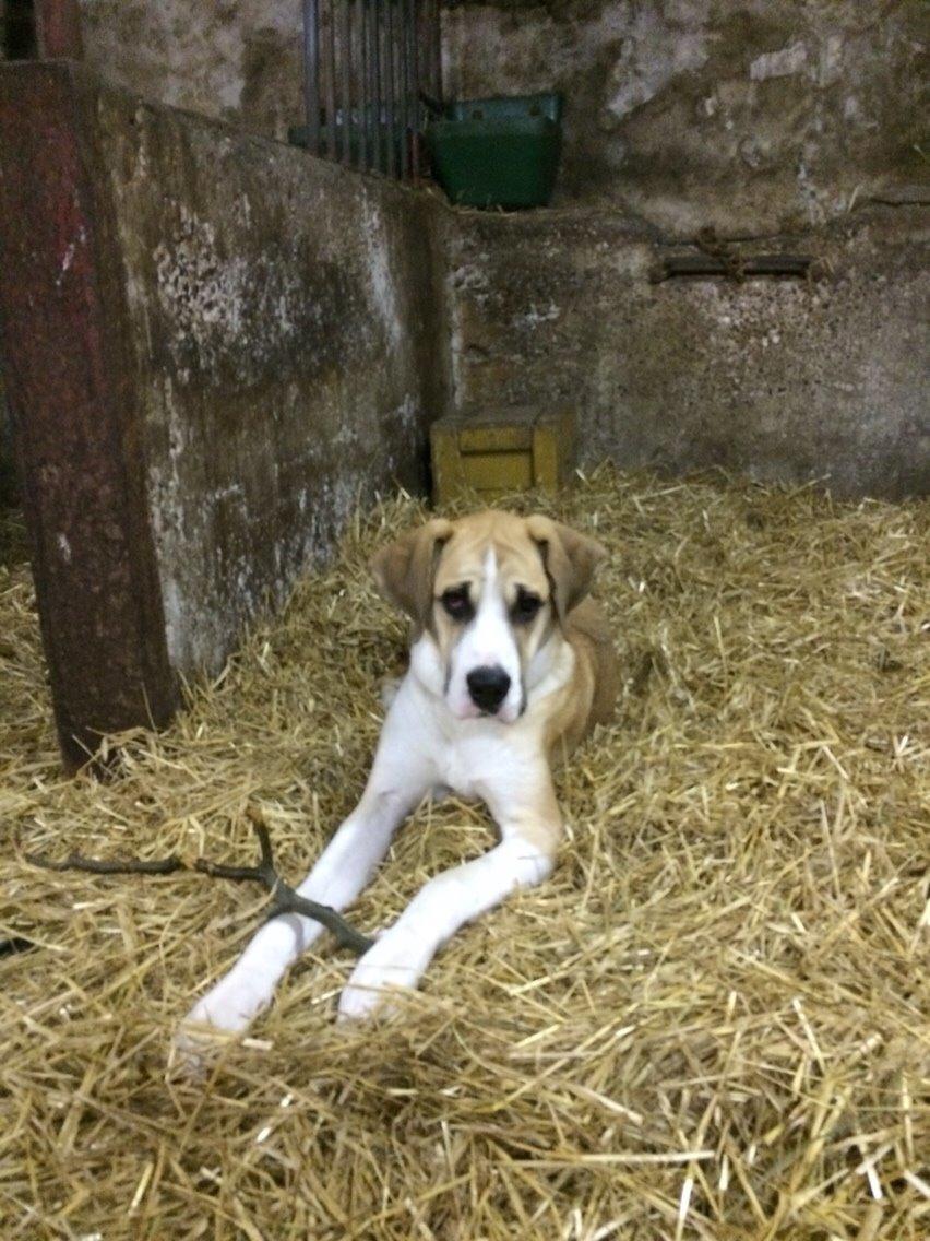 Blanding af racer Emma billede 3