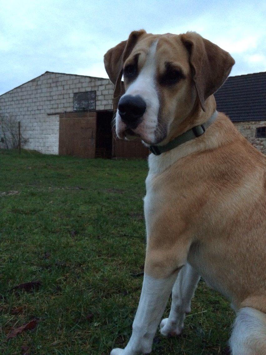 Blanding af racer Emma billede 5