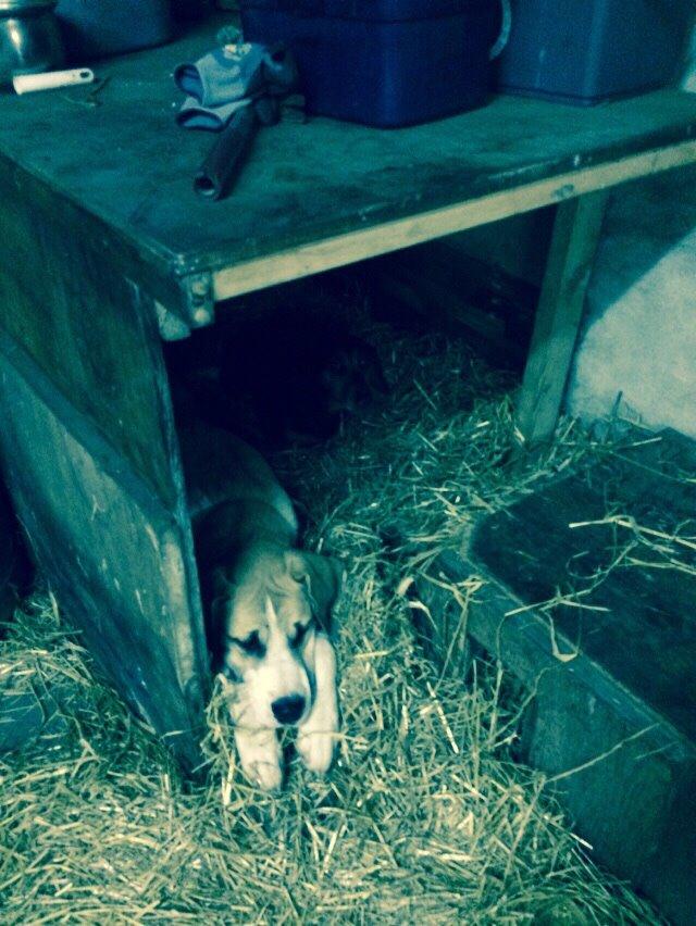 Blanding af racer Emma billede 8