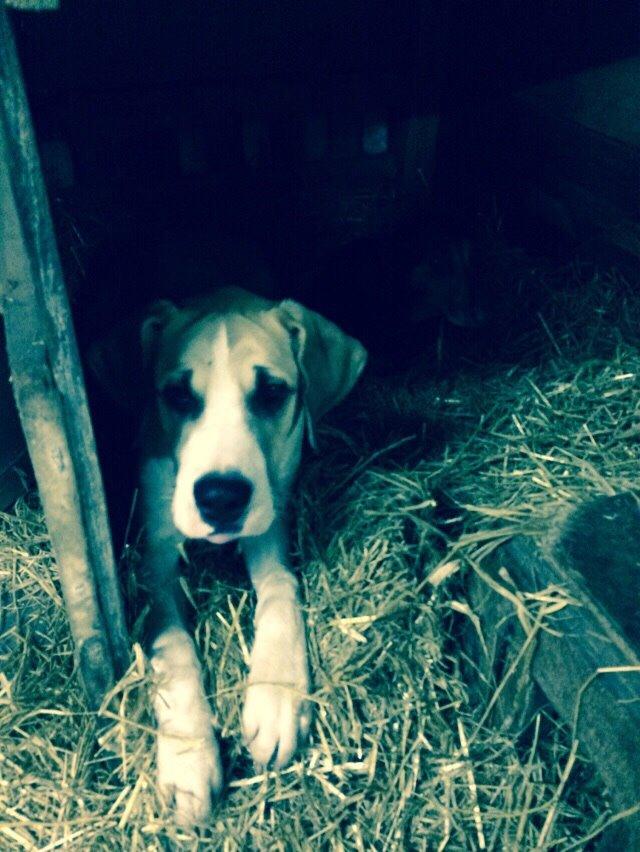 Blanding af racer Emma billede 9