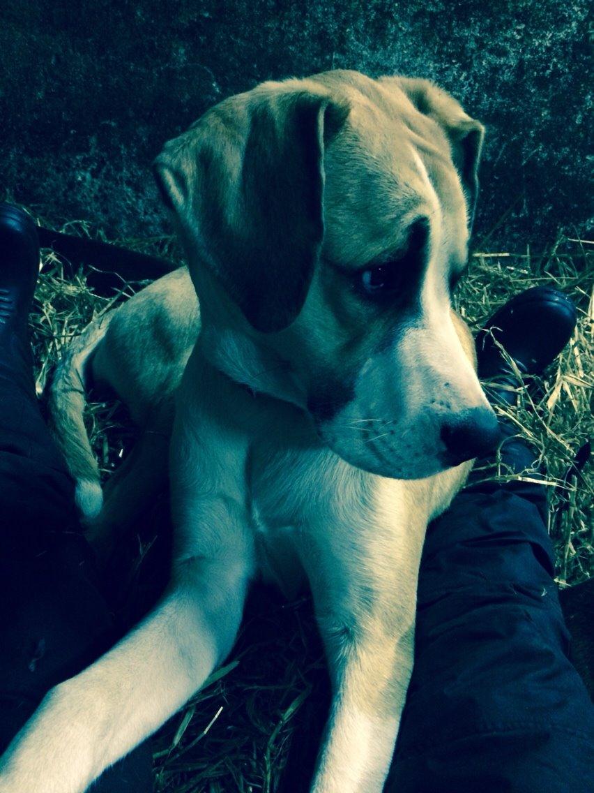 Blanding af racer Emma billede 10