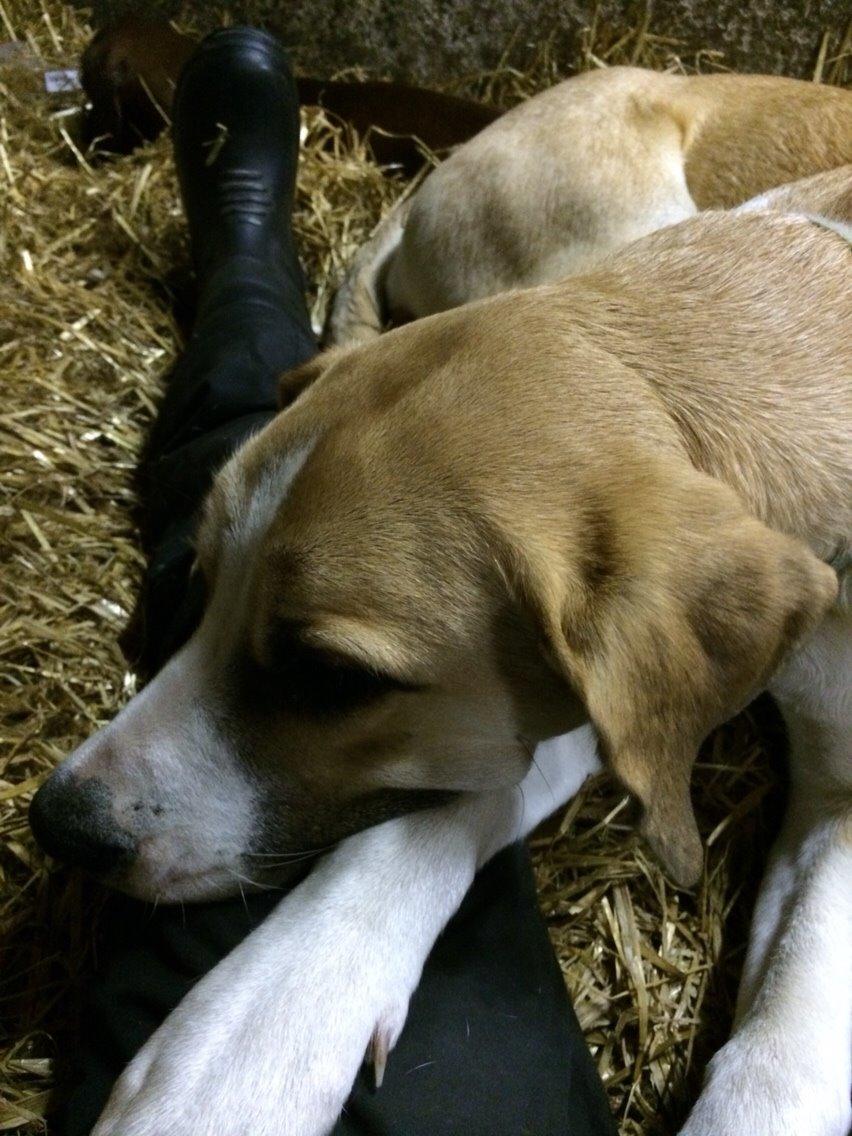 Blanding af racer Emma billede 11