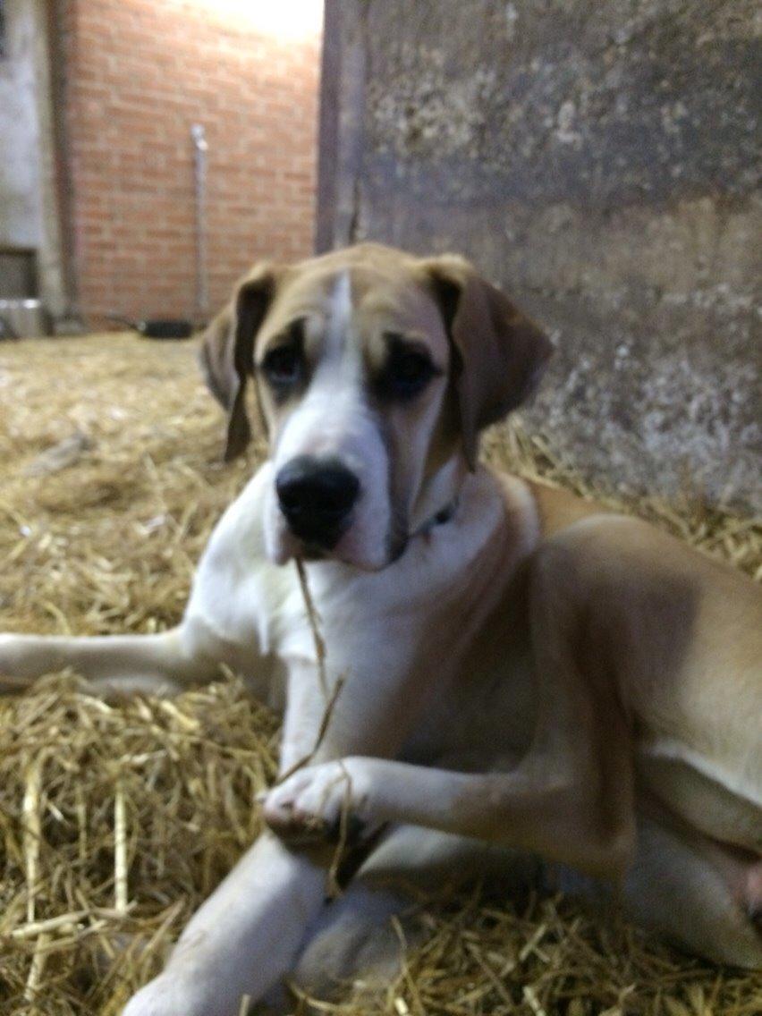 Blanding af racer Emma billede 13