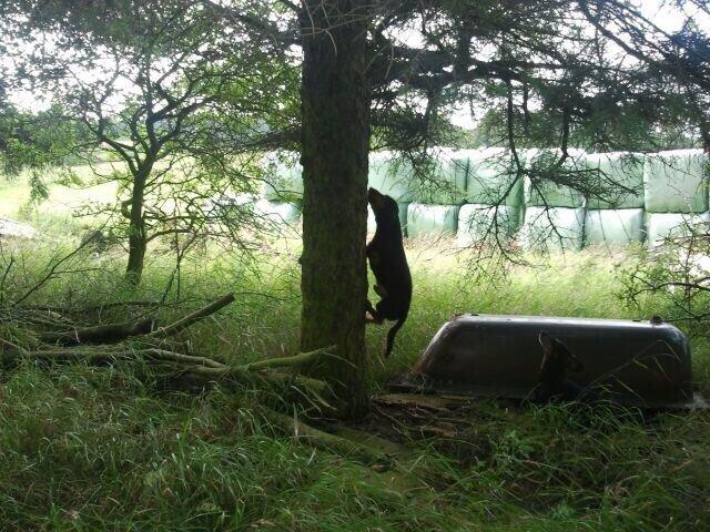 Gravhund Rasmus billede 2