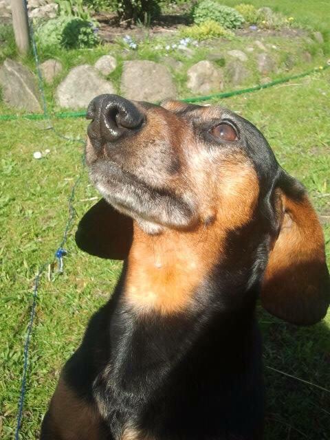 Gravhund Rasmus billede 1