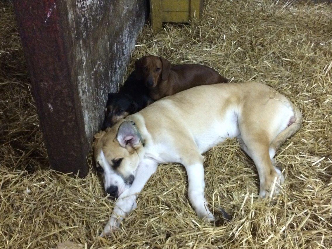 Gravhund Rasmus billede 4