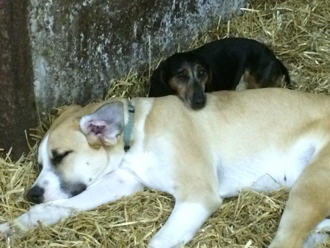 Gravhund Rasmus billede 3