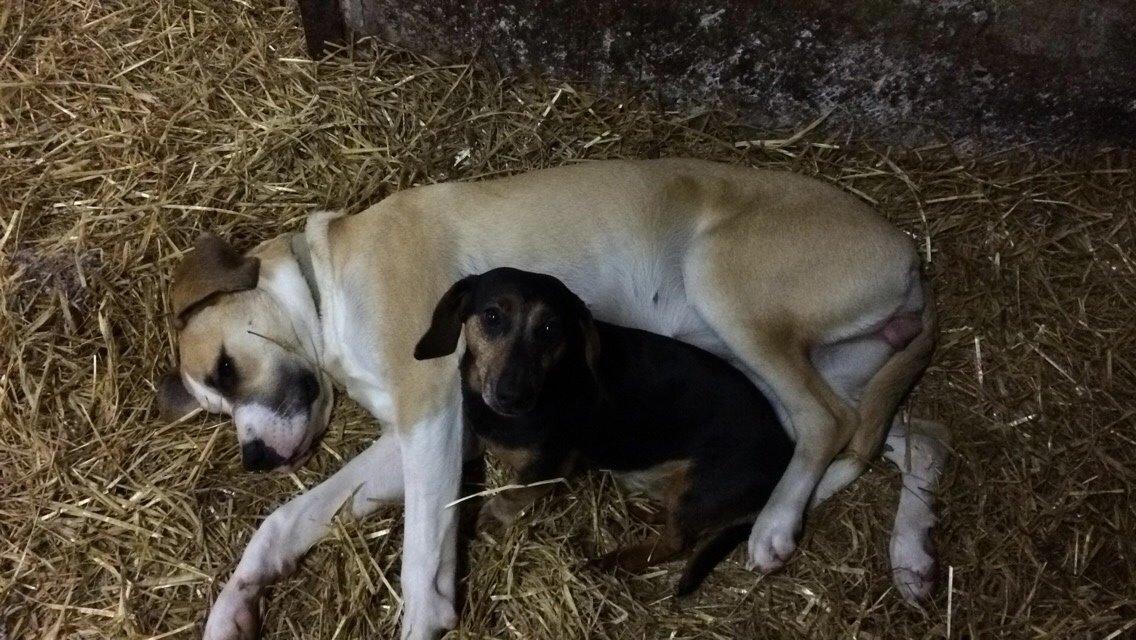 Gravhund Rasmus billede 5