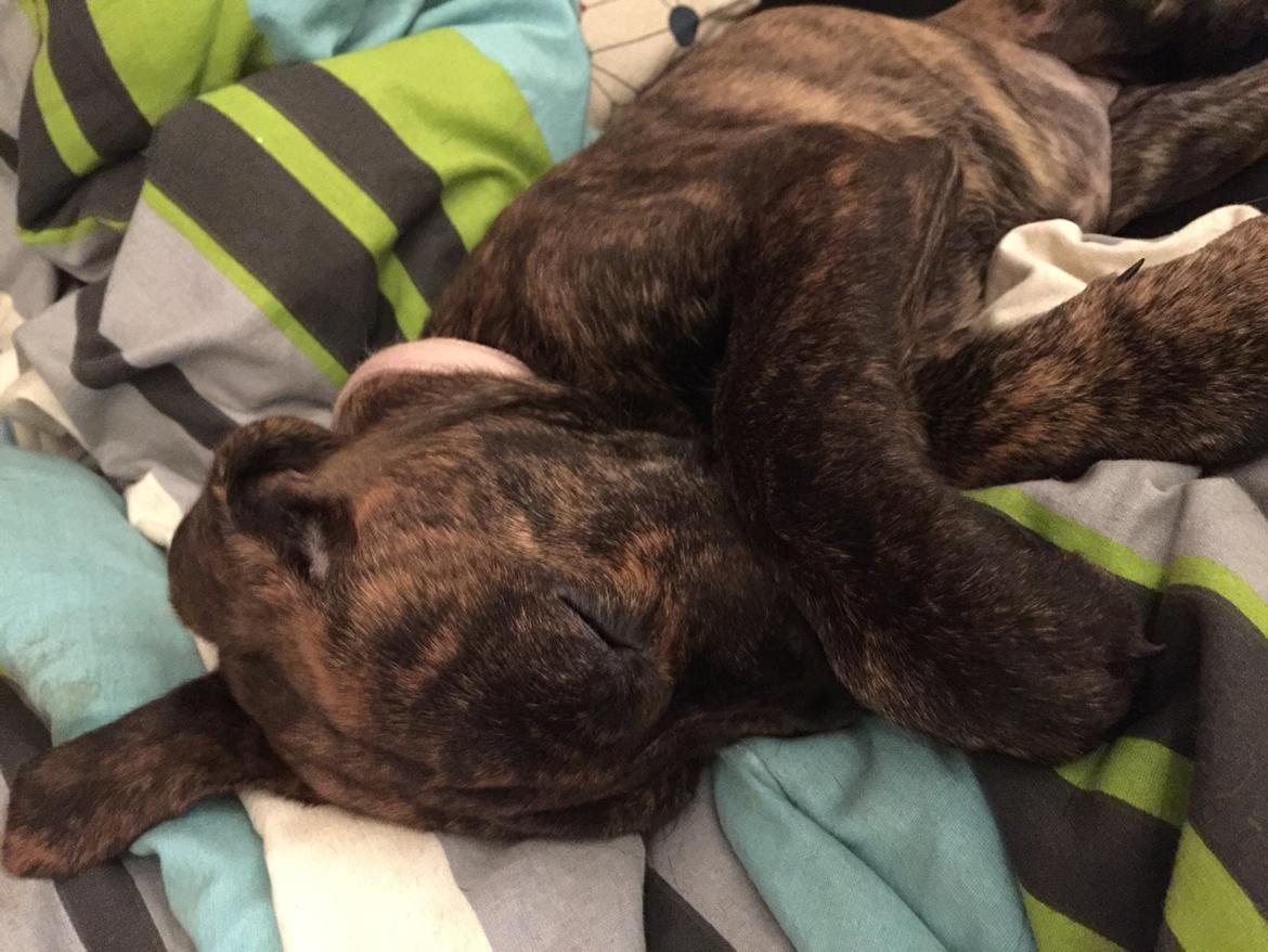 Blanding af racer Sif billede 42