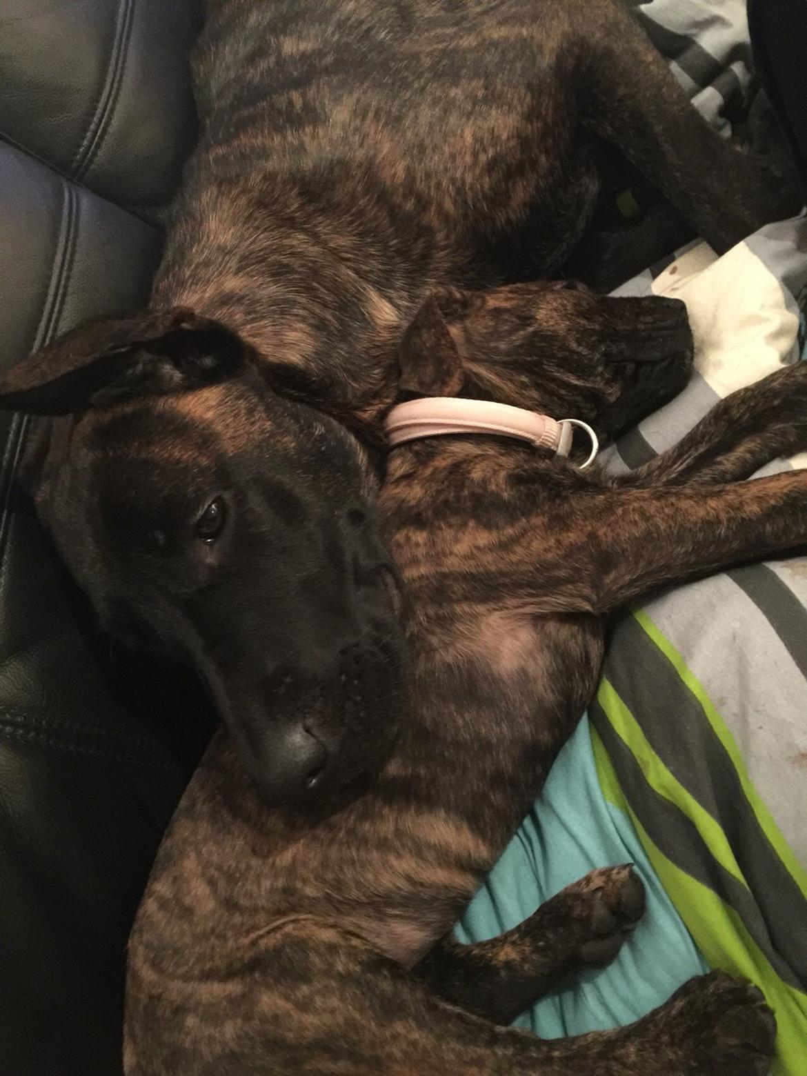 Blanding af racer Sif billede 43