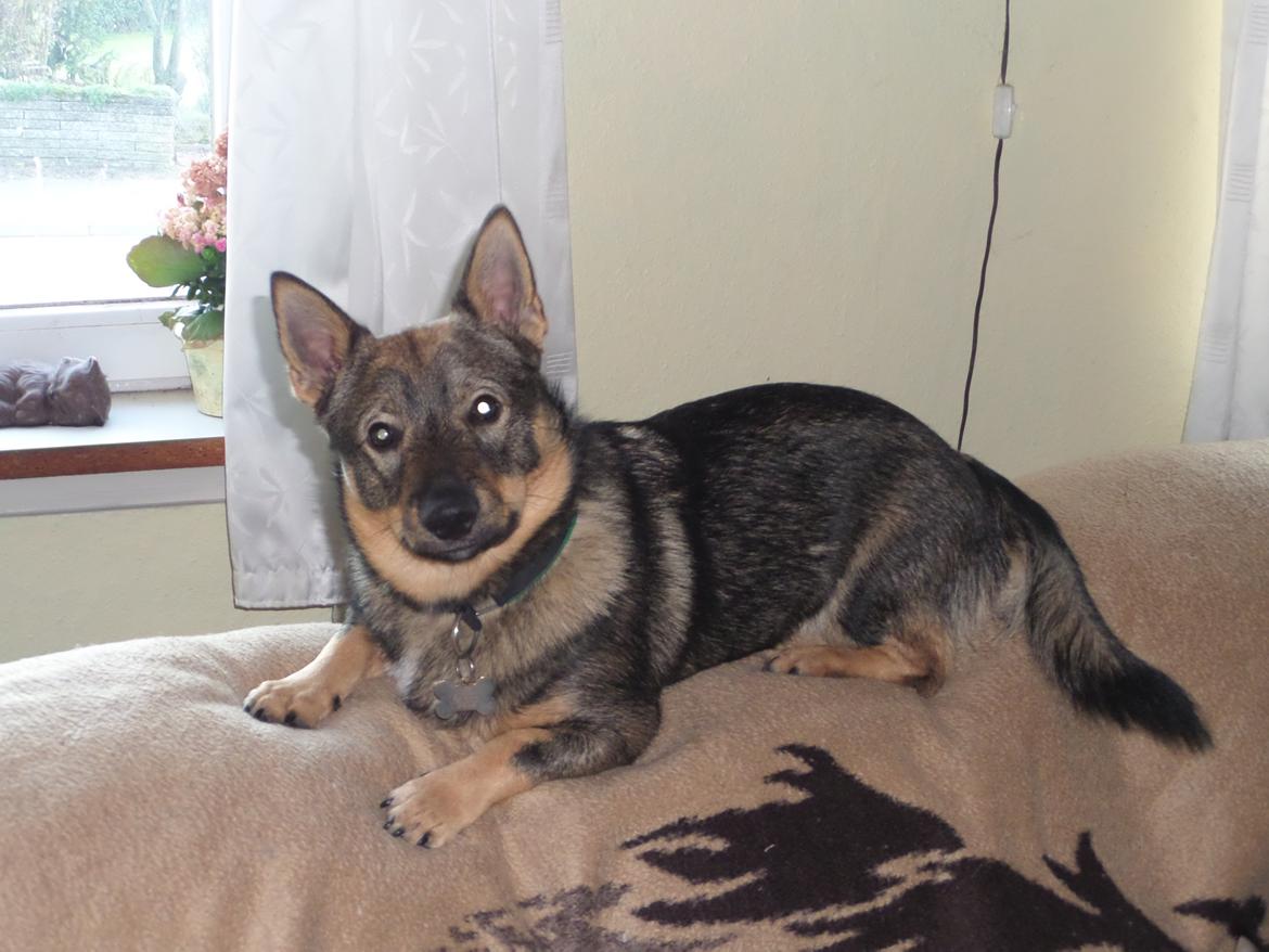 Västgötaspids Yuki <3 <3 (Clasus Miller). - Yuki er begyndt at tro at han er en kat, hehe :P 30 okt 2014 billede 47