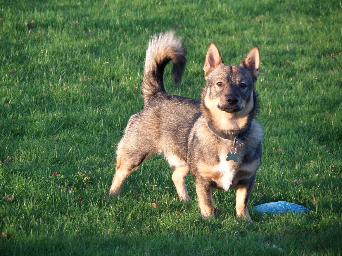Västgötaspids Yuki <3 <3 (Clasus Miller). - Min smukke dreng nyder at vi er flytte på landet <3 27 nov 2014 billede 6