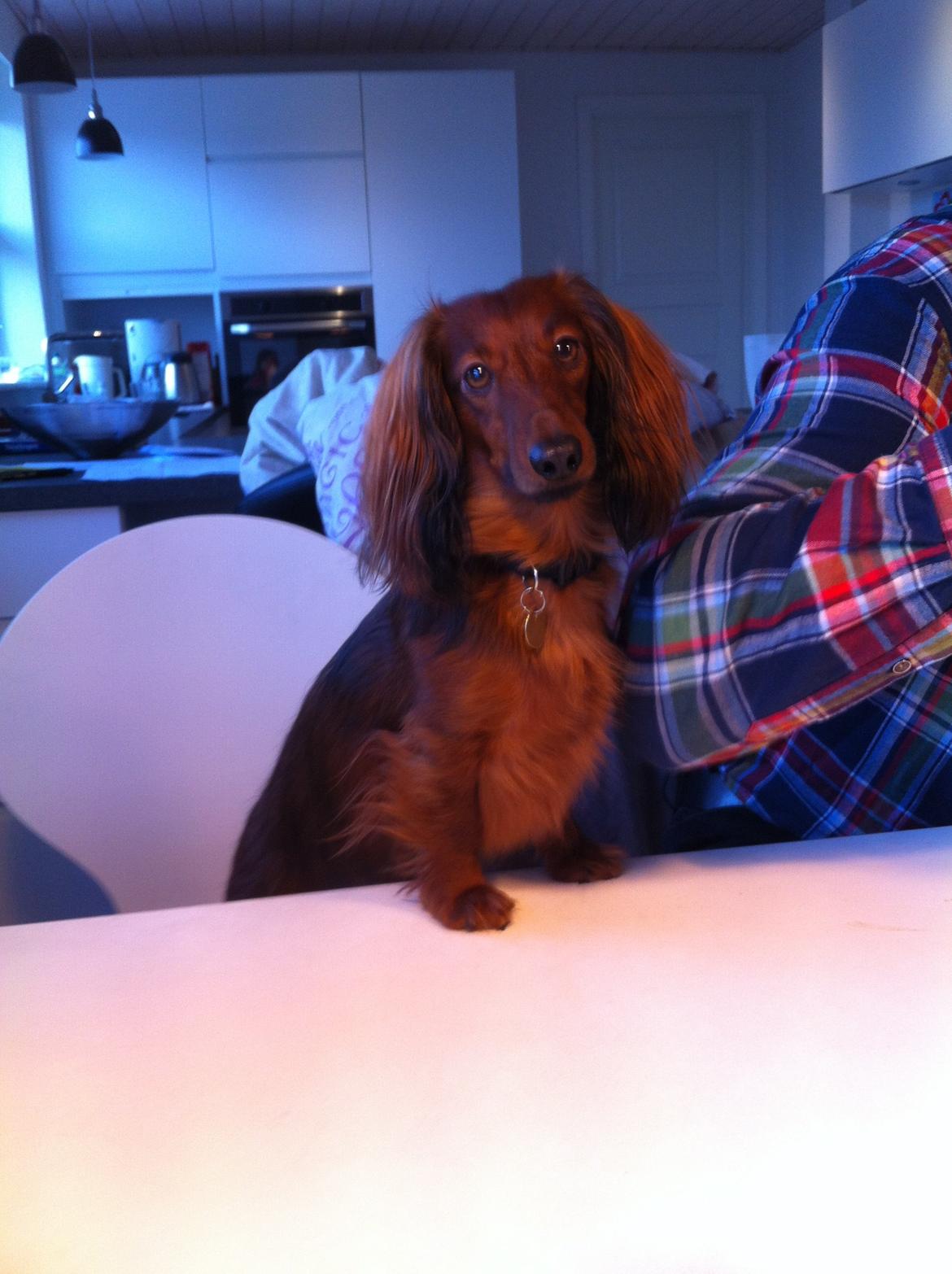 Dværggravhund Rico billede 1