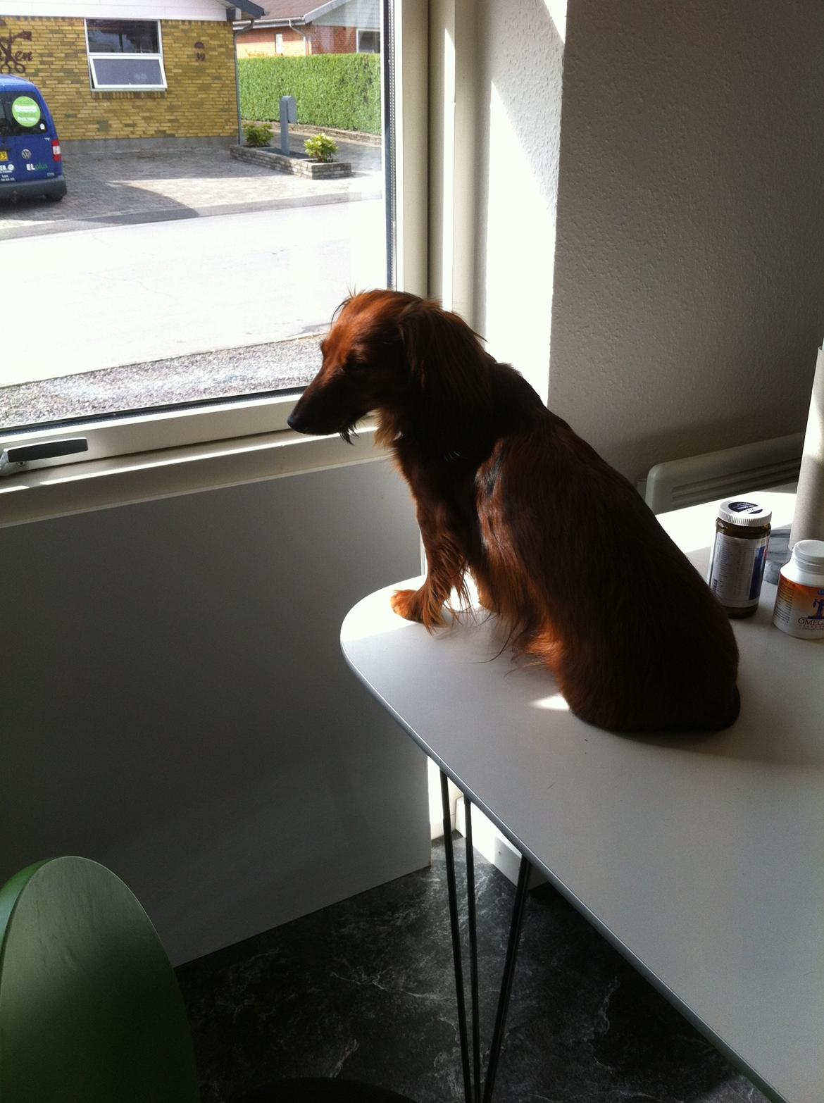 Dværggravhund Rico billede 2