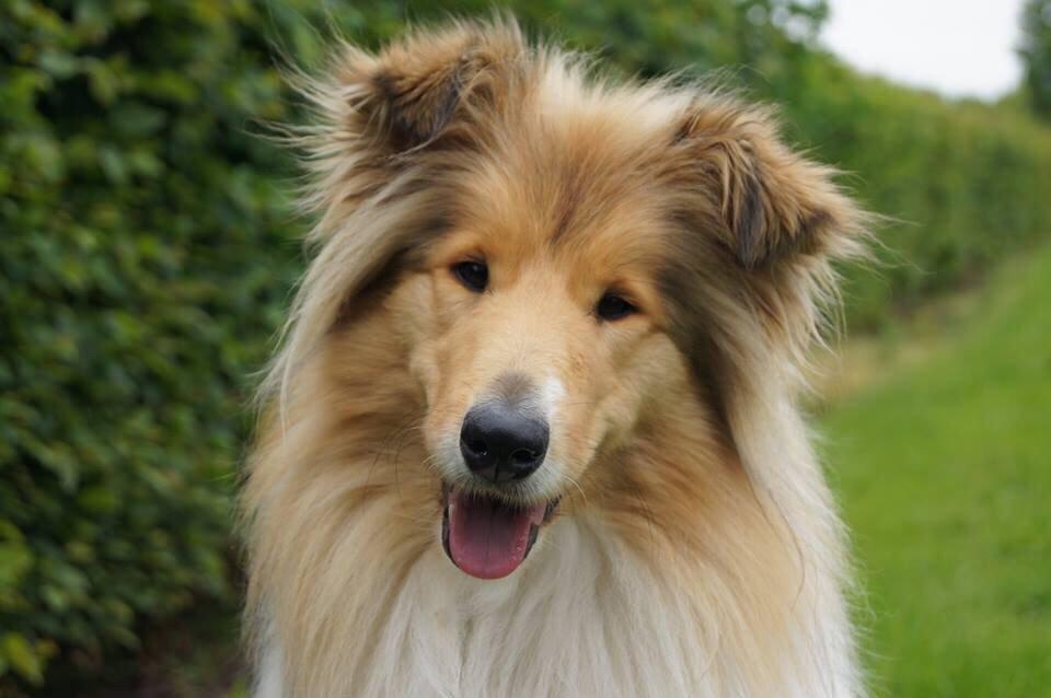 Collie langhåret Hollie billede 1