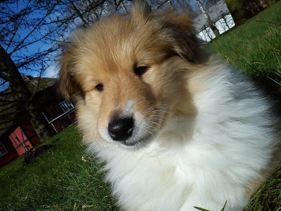 Collie langhåret Hollie billede 2