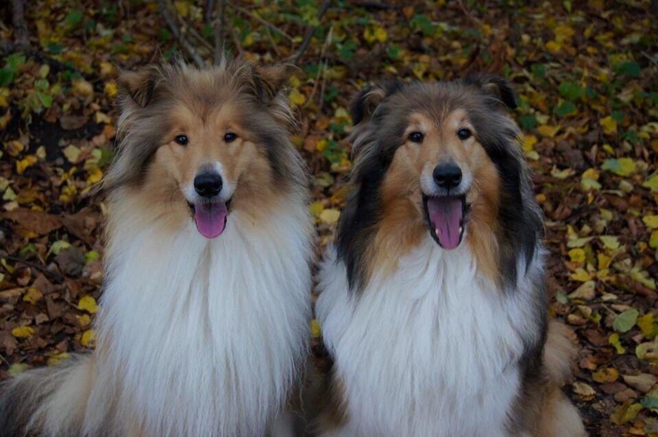 Collie langhåret Hollie billede 3