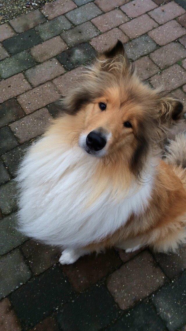 Collie langhåret Hollie billede 5