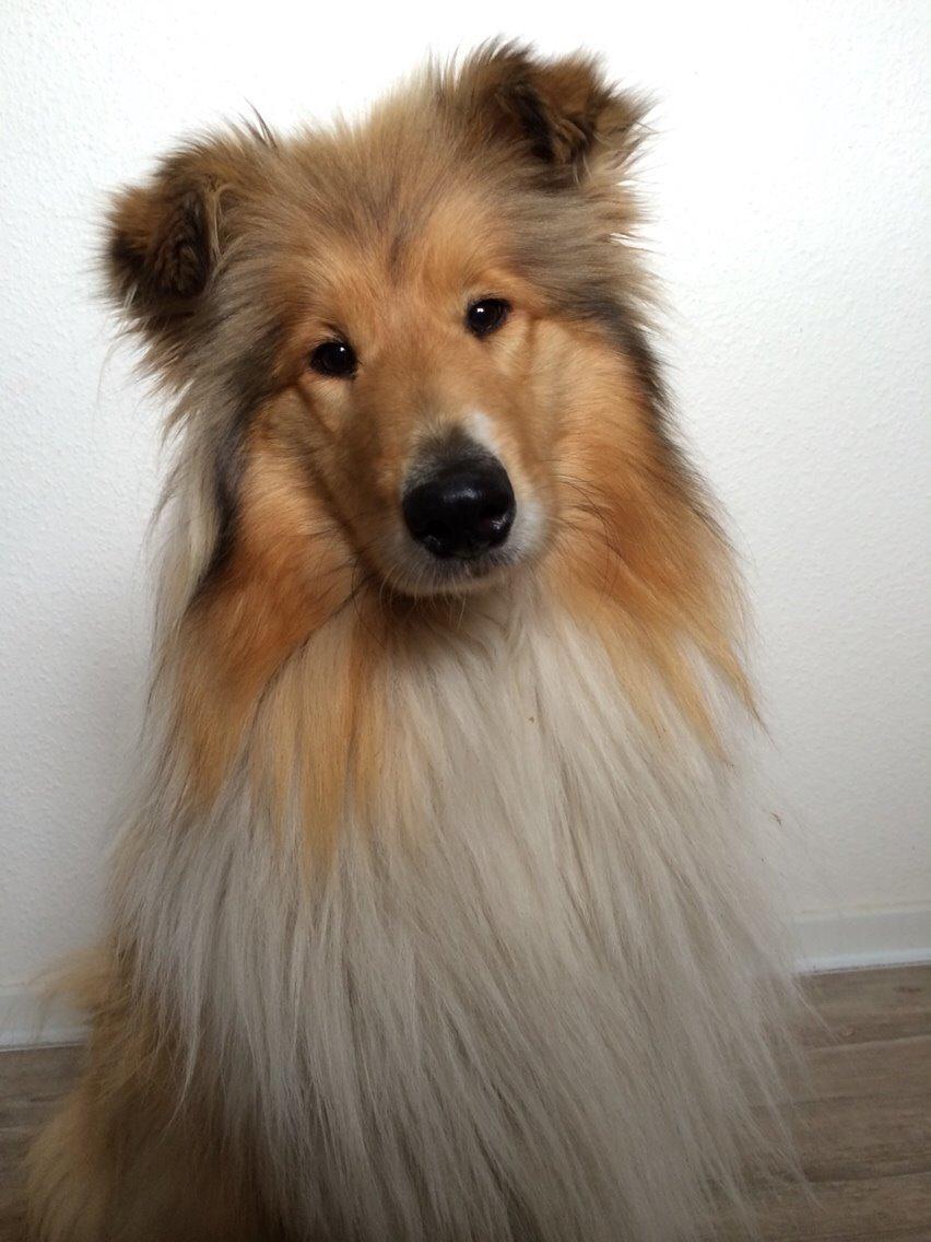 Collie langhåret Hollie billede 6