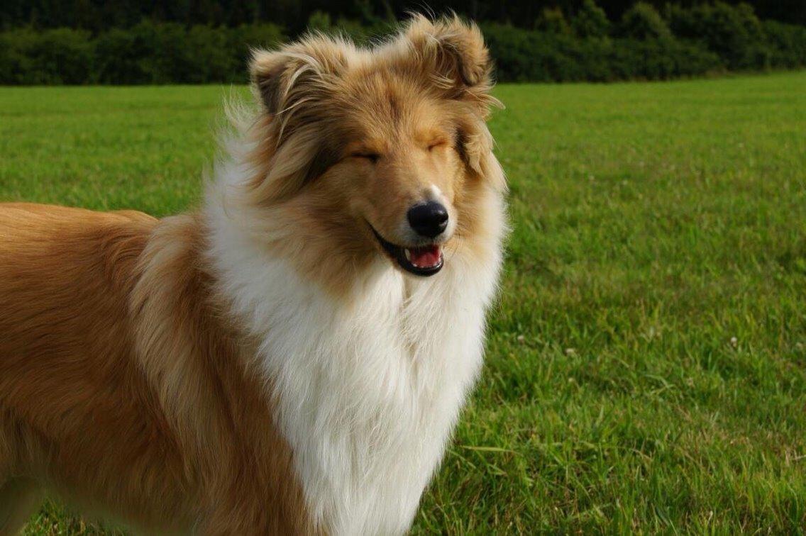 Collie langhåret Hollie billede 4