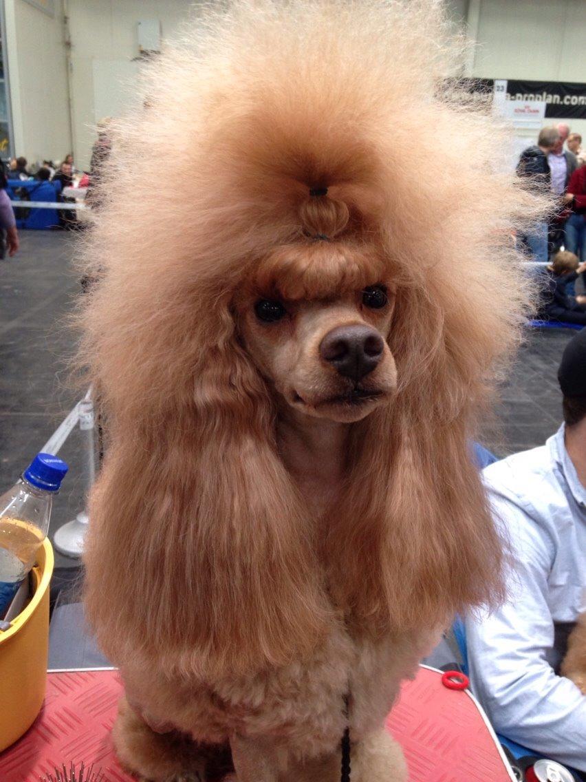 Dværgpuddel Thor billede 12