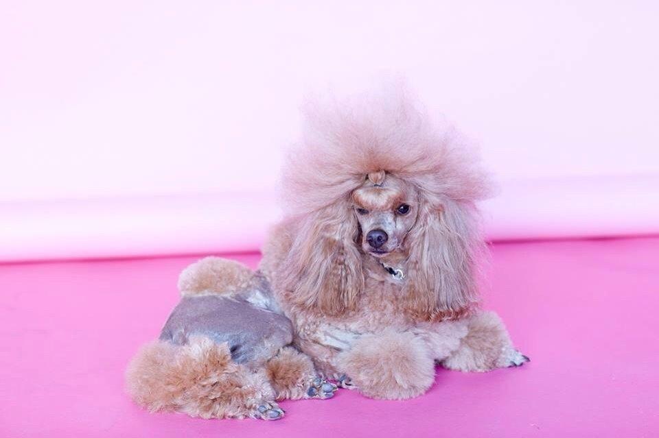 Dværgpuddel Thor billede 14