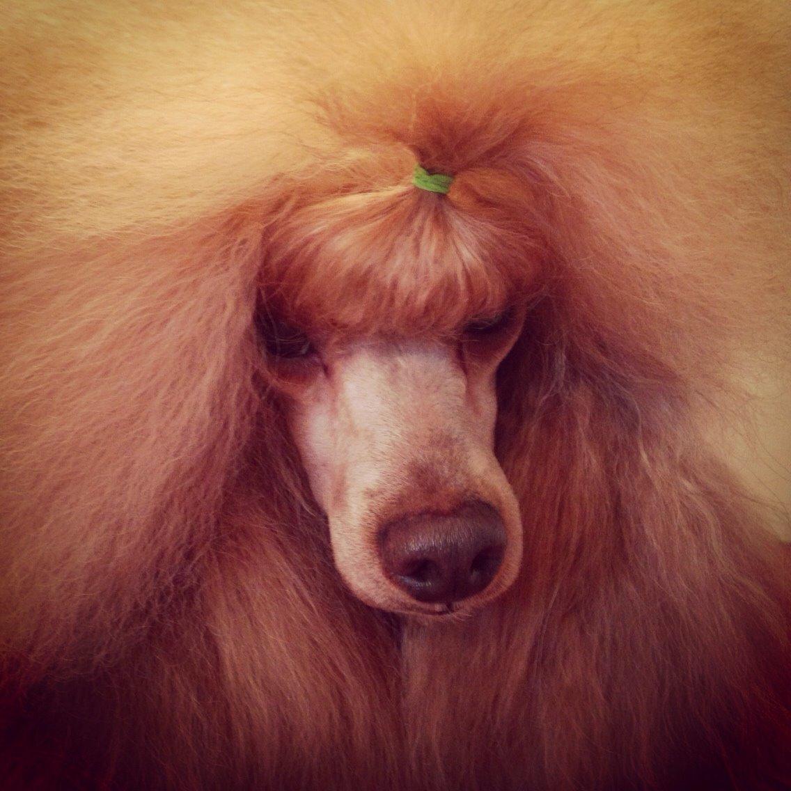 Dværgpuddel Thor billede 13