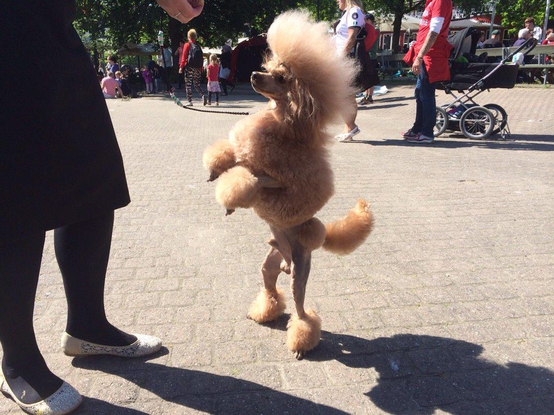 Dværgpuddel Thor billede 15