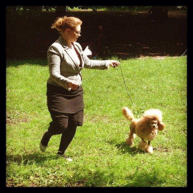 Dværgpuddel Thor billede 16