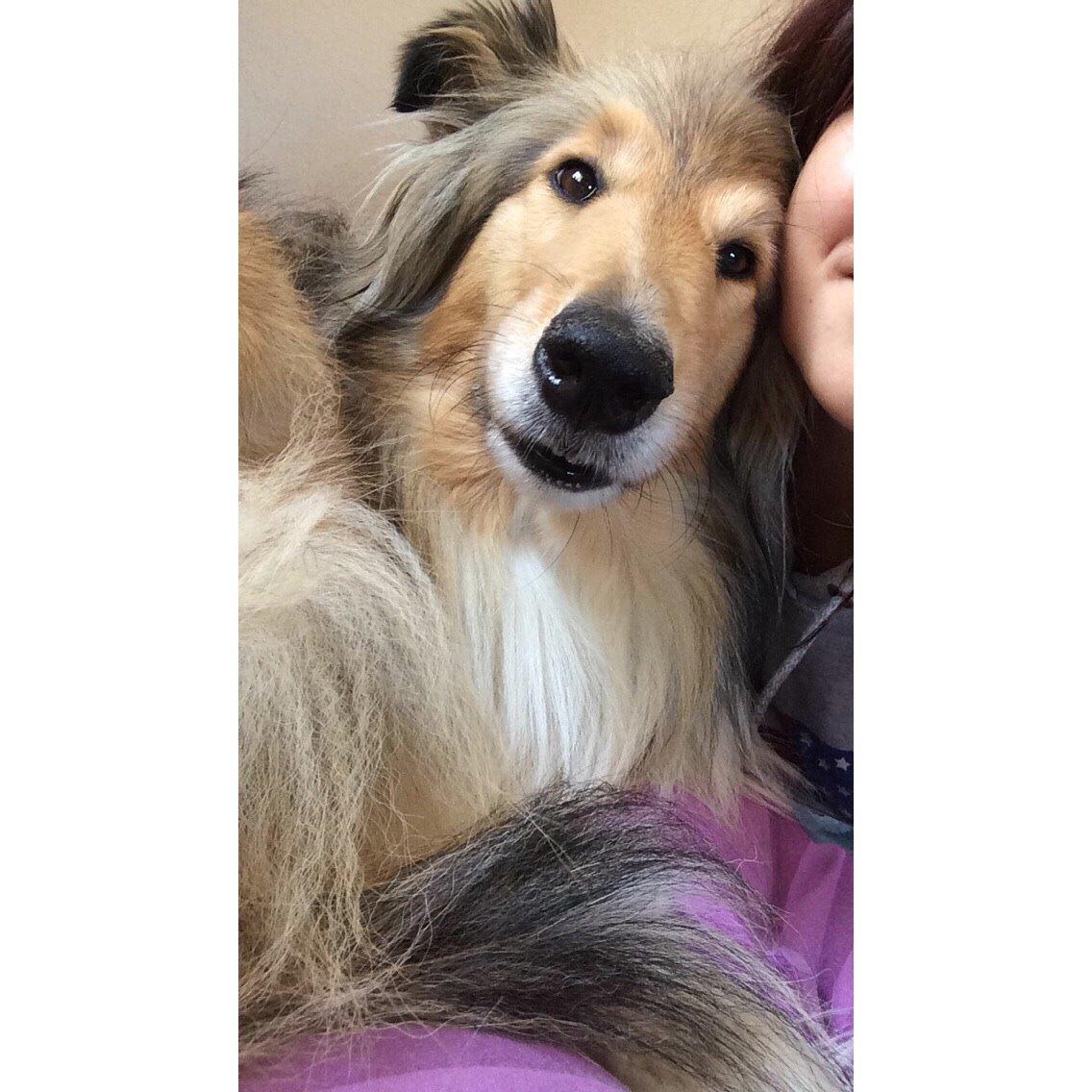 Collie langhåret Luca billede 24