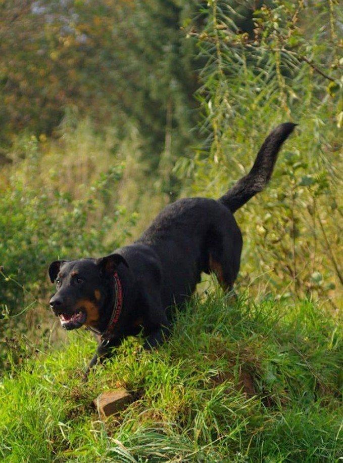 Beauceron Woodt Light Cooper billede 5