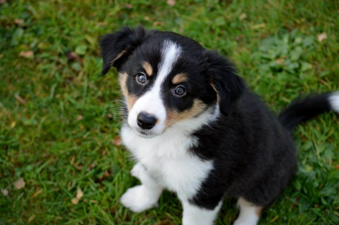 Border collie Onlystar's I Love You Rebel [Bella] - Hej med jer! billede 17