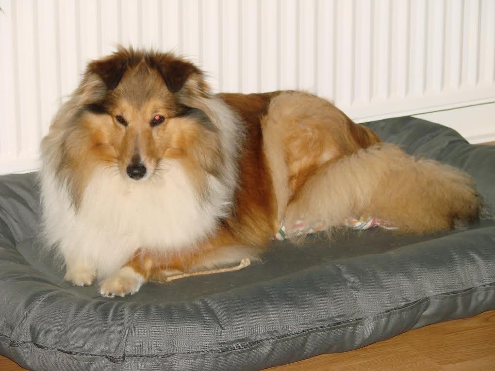 Shetland sheepdog Trold billede 1