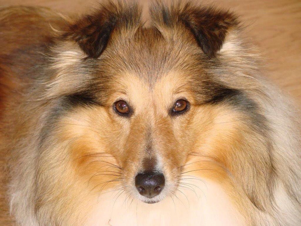 Shetland sheepdog Trold billede 2