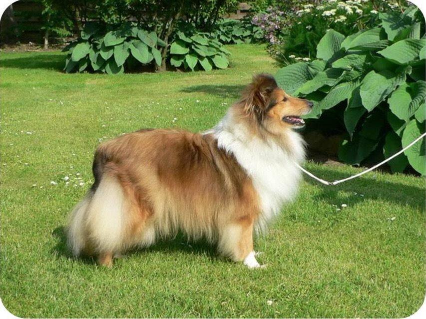 Shetland sheepdog Trold billede 3