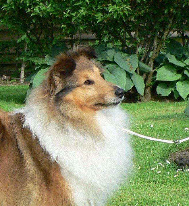 Shetland sheepdog Trold billede 4