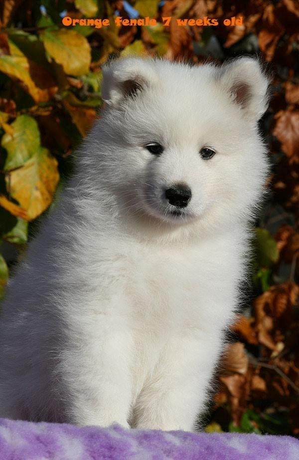 Samojedhund Hilda of Bonzo - Foto fra kennelsiden, Hilda da hun var 7 uger gammel billede 1