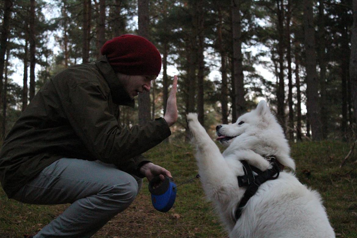 Samojedhund Hilda of Bonzo - November, 2014 Highfives i skoven billede 3
