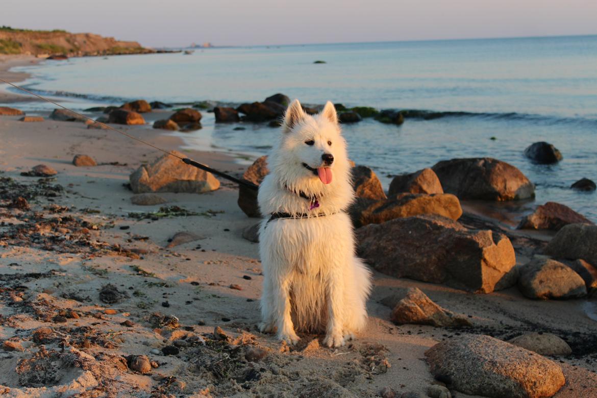 Samojedhund Hilda of Bonzo - Juli, 2014 Tur på Klympen Strand billede 2