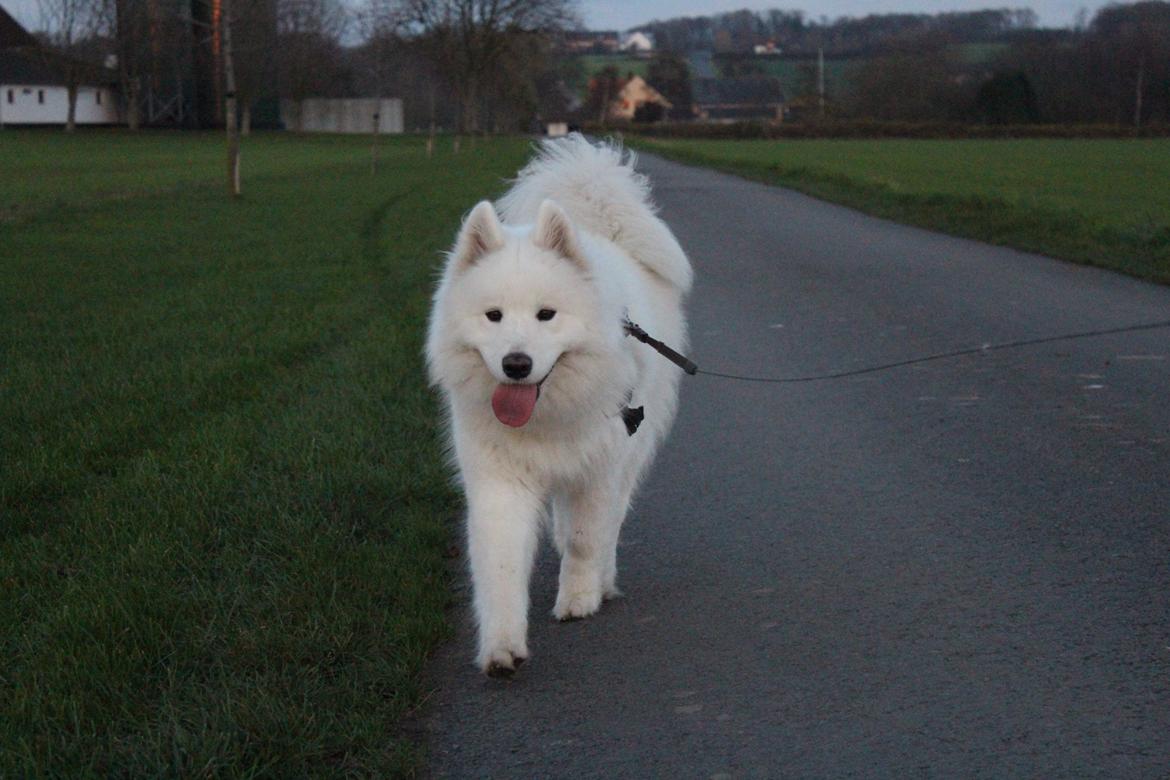 Samojedhund Hilda of Bonzo - November, 2014 Ude på tur! billede 4