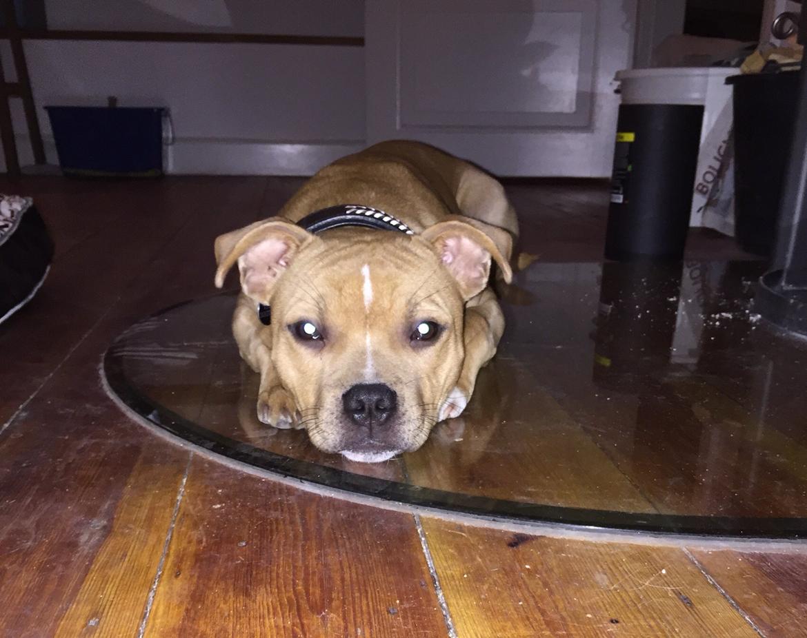 Staffordshire bull terrier Uso billede 19