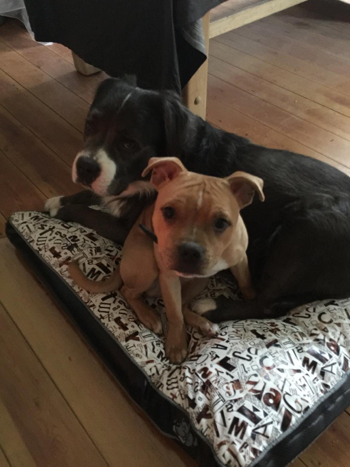 Staffordshire bull terrier Uso billede 20