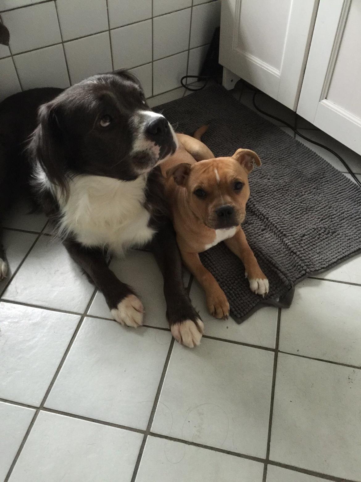 Staffordshire bull terrier Uso billede 21