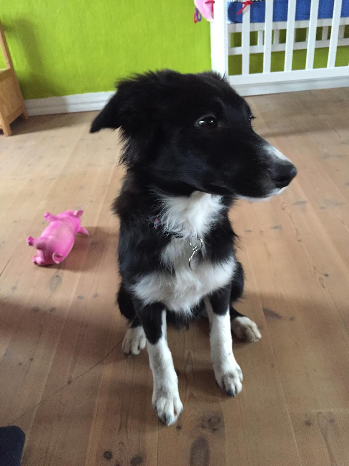 Border collie Dot billede 12