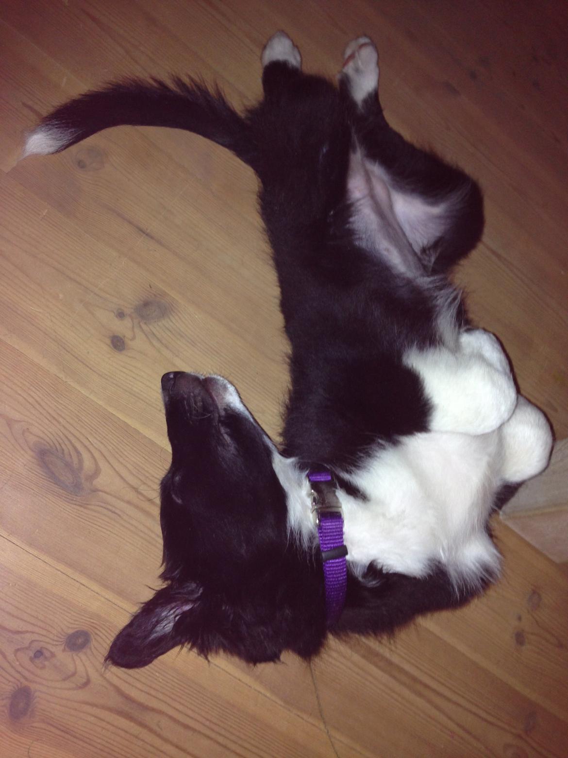 Border collie Dot billede 13
